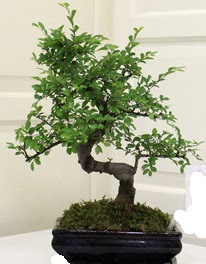 Bonsai saks� �i�e�i Dikmen ankara �i�ek sipari�i �i�ek g�nderme 