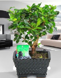 Bonsai japon a�ac� saks� bitkisi Ankara Dikmen 14 �ubat sevgililer g�n� �i�ek 