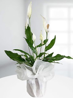 Spathiphyllum �i�e�i Bar�� �i�e�i ankara �i�ek yolla Dikmen malazgirt �i�ek�i telefonlar�  