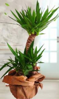 2 li yucca saks� �i�ek bitkisi Dikmen ankara �i�ek ma�azas� , �i�ek�i adresleri 