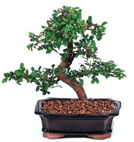 �thal bonsai japon a�ac� Dikmen ankara �i�ek ma�azas� , �i�ek�i adresleri 
