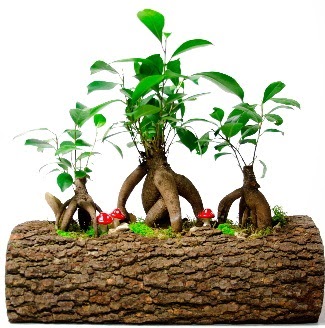 Do�al k�t�k i�inde 3 Bonsai Japon a�ac� Ankara Dikmen kaliteli taze ve ucuz �i�ekler 