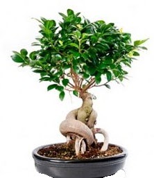 Bonsai japon a�ac� seramik i�inde Yukar� Dikmen ankara �i�ekleri g�venli kaliteli h�zl� �i�ek 