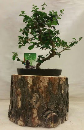 Do�al k�t�k i�inde bonsai japon a�ac� Dikmen Keklikp�nar� �i�ek sipari�i vermek 