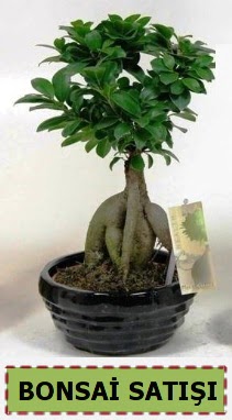 Bonsai japon a�ac� ginseng bonsai Ankara Dikmen M�rselulu� hediye �i�ek yolla 