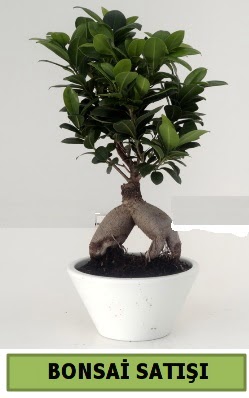 Bonsai japon a�ac� sat��� ankara �i�ek�i Dikmen ucuz �i�ek g�nder 