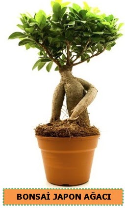 Bonsai japon a�ac� sat��� ankara �i�ek�i Dikmen ucuz �i�ek g�nder 