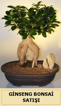 thal Ginseng bonsai sat japon aac Dikmen ankara iek maazas , ieki adresleri 