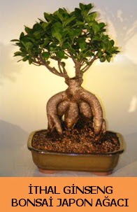 thal japon aac ginseng bonsai sat Dikmen Keklikpnar iek siparii vermek 