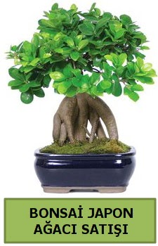 Bonsai japon a�ac� sat��� Ankara Dikmen 14 �ubat sevgililer g�n� �i�ek 