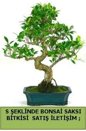 �thal S �eklinde dal e�rili�i bonsai sat��� Ankara Dikmen cicekciler , cicek siparisi 