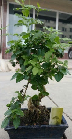 Bonsai japon a�ac� saks� bitkisi Ankara �i�ek sat��� Dikmen online �i�ek�i , �i�ek sipari�i 