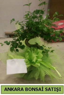 Bonsai saks bitkisi sat Dikmen Akpnar Ankara  hediye sevgilime hediye iek 
