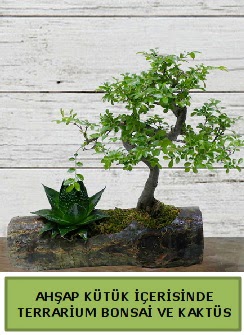 Ah�ap k�t�k bonsai kakt�s teraryum A�a�� Dikmen ankara �i�ek�i telefonlar� yurti�i ve yurtd��� �i�ek sipari�i 