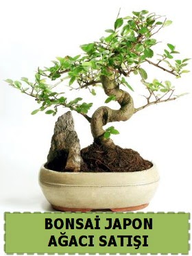 Bonsai japon  a�ac� sat��� Minyat�r �thal A�a�� Dikmen ankara �i�ek�i telefonlar� yurti�i ve yurtd��� �i�ek sipari�i 