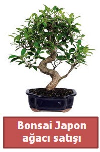 Japon aac bonsai sat Dikmen ankara iek maazas , ieki adresleri 