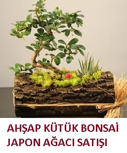 Ah�ap k�t�k i�erisinde bonsai ve 3 kakt�s �i�ek�i Dikmen �i�ek servisi , �i�ek�i adresleri 