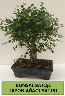 Minyatr bonsai japon aac sat Ankara Dikmen Osmantemiz online iek gnderme sipari 