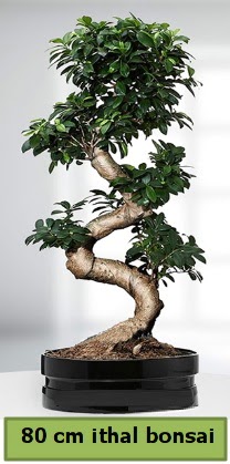 80 cm �zel saks�da bonsai bitkisi Dikmen Ankara �i�ek g�nder uluslararas� �i�ek g�nderme 