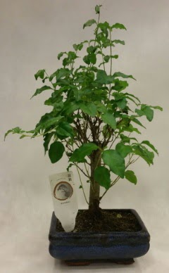 Minyatr bonsai japon aac sat Dikmen Ankara iek gnder uluslararas iek gnderme 