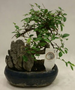 thal 1.ci kalite bonsai japon aac Ankara Dikmen 14 ubat sevgililer gn iek 