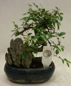 �thal 1.ci kalite bonsai japon a�ac� Ankara Dikmen 14 �ubat sevgililer g�n� �i�ek 
