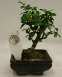 Kk minyatr bonsai japon aac Ankara Dikmen cicekciler , cicek siparisi 