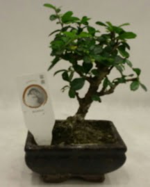 K���k minyat�r bonsai japon a�ac� Ankara Dikmen cicekciler , cicek siparisi 