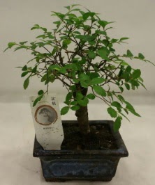 Minyatr ithal japon aac bonsai bitkisi Ankara Dikmen 14 ubat sevgililer gn iek 