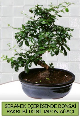 Seramik vazoda bonsai japon aac bitkisi Dikmen ankara iek maazas , ieki adresleri 