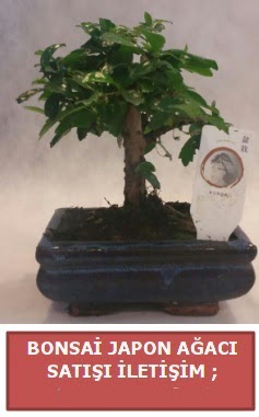 Japon aac minyar bonsai sat Ankara Dikmen 14 ubat sevgililer gn iek 