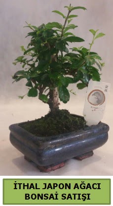 �thal japon a�ac� bonsai bitkisi sat��� Dikmen Ankara �i�ek g�nder uluslararas� �i�ek g�nderme 