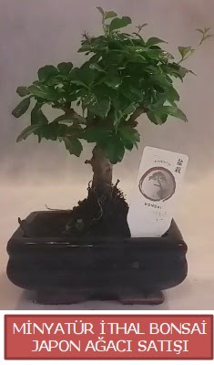 Kk grsel bonsai japon aac bitkisi veler Dikmen anneler gn iek yolla 