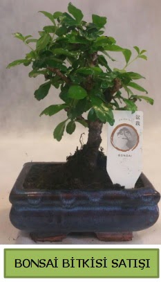 Bonsai ithal g�rsel minyat�r japon a�ac� Dikmen Akp�nar Ankara  hediye sevgilime hediye �i�ek 