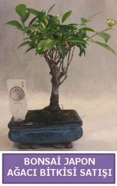 �thal Bonsai japon a�ac� bitkisi sat��� Dikmen Keklikp�nar� �i�ek sipari�i vermek 