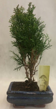 SINIRLI SAYIDA �R�N Selvi Bonsai Dikmen Keklikp�nar� �i�ek sipari�i vermek 