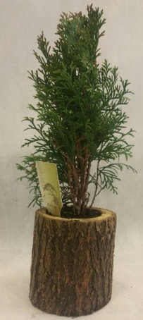 SINIRLI STOK Selvi Bonsai Do�al k�t�kte Dikmen Keklikp�nar� �i�ek sipari�i vermek 