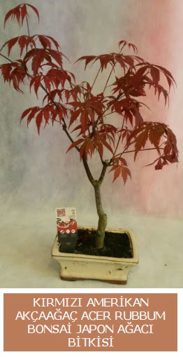 Amerikan akaaa Acer Rubrum bonsai Ankara Dikmen iek yolla 