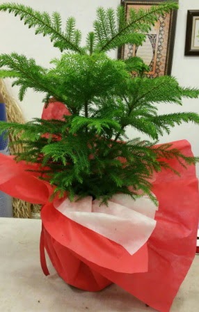 Salon �am� Araucaria Heterophylla bitkisi Dikmen Keklikp�nar� �i�ek sipari�i vermek 