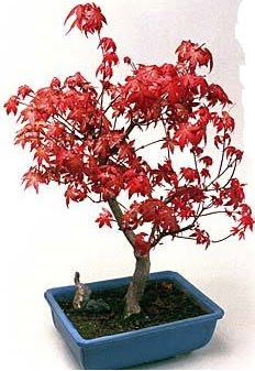 Amerikan akaaa bonsai bitkisi Dikmen cicek , cicekci 