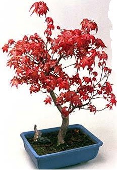 Amerikan ak�aa�a� bonsai bitkisi Dikmen cicek , cicekci 