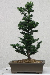 �am a�ac� bonsai bitkisi sat��� Dikmen Ankara �i�ek g�nder uluslararas� �i�ek g�nderme 