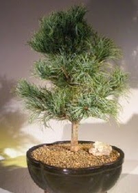 �am a�ac� bonsai bitkisi sat��� Dikmen Akp�nar Ankara  hediye sevgilime hediye �i�ek 