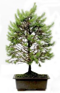 *** STOKTA YOK - �am a�ac� bonsai bitkisi sat��� Dikmen �lkad�m �i�ek g�nderme sitemiz g�venlidir 