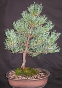 Bonsai �am a�ac� japon a�ac� bitkisi Dikmen ankara �i�ek ma�azas� , �i�ek�i adresleri 