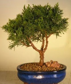 Servi �am bonsai japon a�ac� bitkisi Dikmen cicek , cicekci 