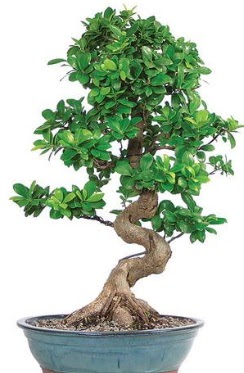 Yakla��k 70 cm y�ksekli�inde ithal bonsai Dikmen Ankara �i�ek g�nder uluslararas� �i�ek g�nderme 