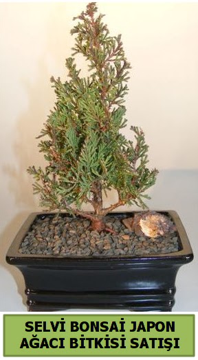 Selvi �am japon a�ac� bitkisi bonsai Dikmen Ankara �i�ek g�nder uluslararas� �i�ek g�nderme 