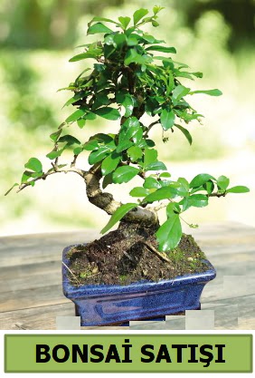 �am bonsai japon a�ac� sat��� Ankara Dikmen 14 �ubat sevgililer g�n� �i�ek 