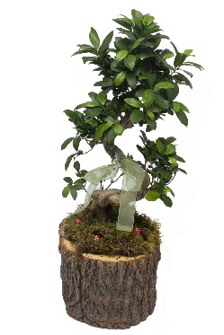 Doal ktkte bonsai saks bitkisi Dikmen Keklikpnar iek siparii vermek 